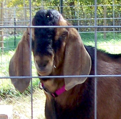 *B My Enchanted Acres Sonsational