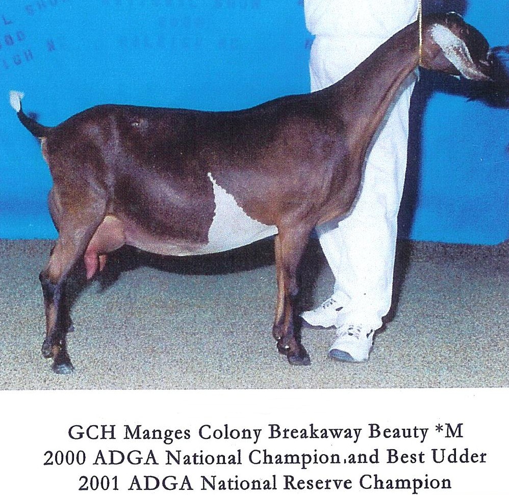 GCH Manges Colony Breakaway Beauty *M